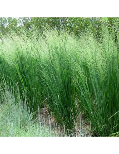 Proso rózgowate Northwind Panicum virgatum