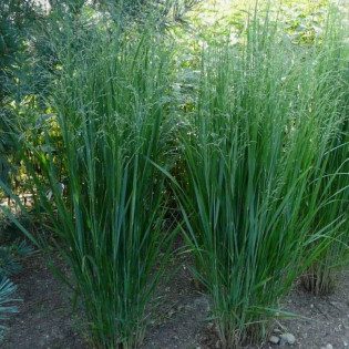 Proso rózgowate Northwind Panicum virgatum 2
