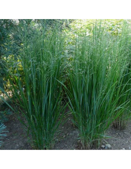 Northwind Panicum virgatum Proso rózgowate