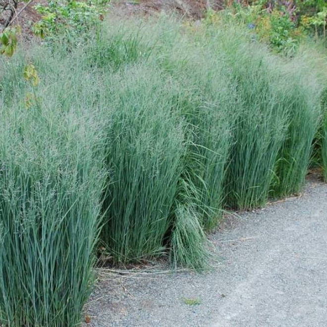 Proso rózgowate Heavy Metal Panicum virgatum