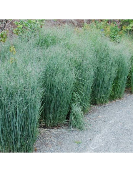 Proso rózgowate Heavy Metal Panicum virgatum