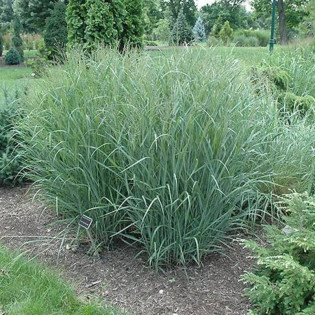 Proso rózgowate Heavy Metal Panicum virgatum 2