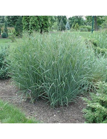 Heavy Metal Panicum virgatum Proso rózgowate