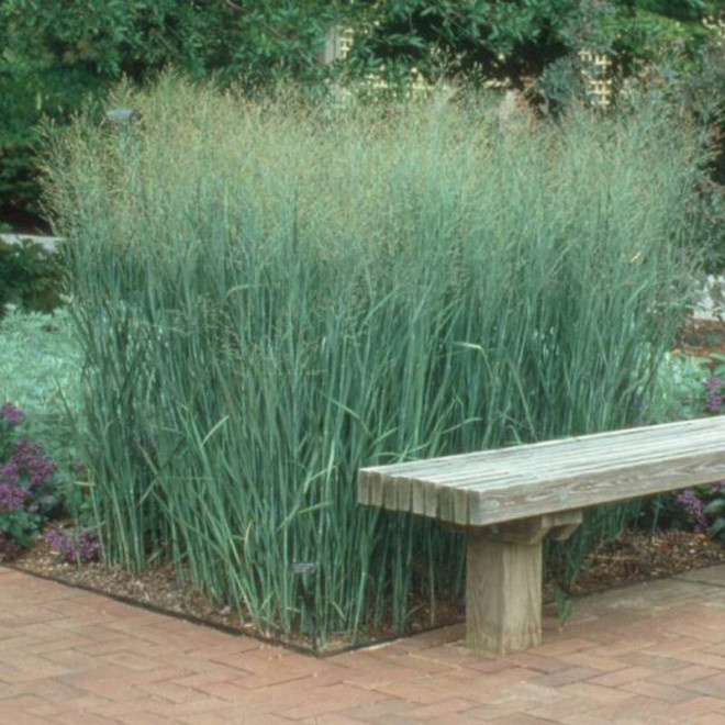 Proso rózgowate Panicum virgatum Heavy Metal