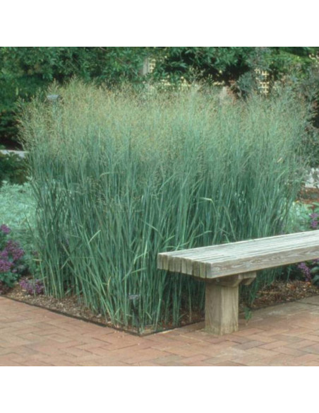 Proso rózgowate Panicum virgatum Heavy Metal