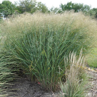 Proso rózgowate Cloud Nine Panicum virgatum