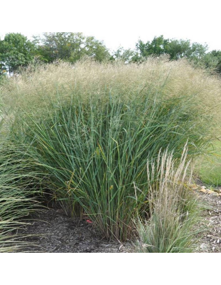 Proso rózgowate Cloud Nine Panicum virgatum