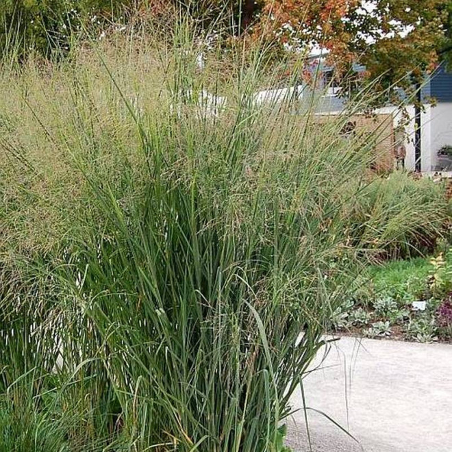 Cloud Nine Panicum virgatum Proso rózgowate