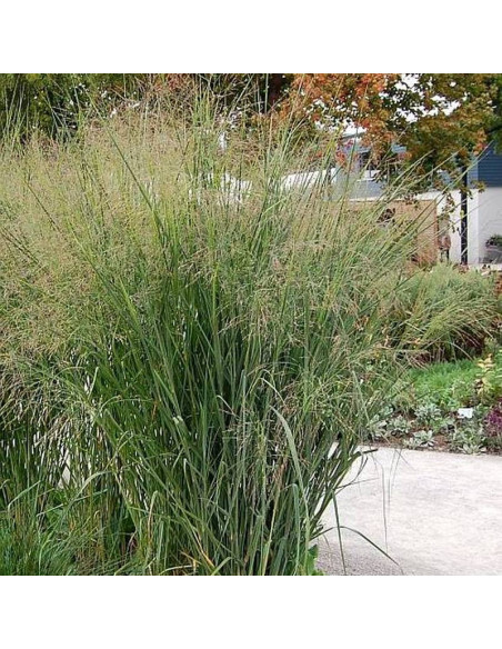 Cloud Nine Panicum virgatum Proso rózgowate