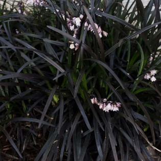 Ophiopogon planiscapus Konwalnik płaskopędowy Black Dragon