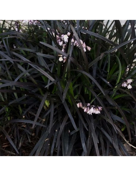 Ophiopogon planiscapus Konwalnik płaskopędowy Black Dragon
