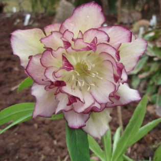 Ciemiernik wschodni Double Ellen Picotee Helleborus orientalis