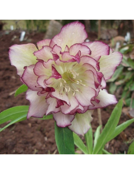 Ciemiernik wschodni Double Ellen Picotee Helleborus orientalis
