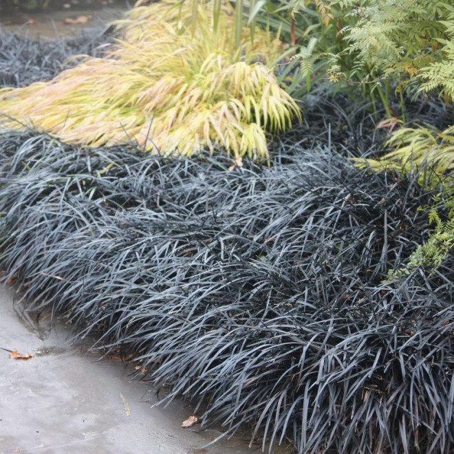 Black Dragon Konwalnik płaskopędowy Ophiopogon planiscapus