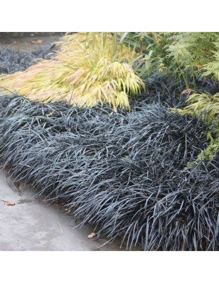 Black Dragon Konwalnik płaskopędowy Ophiopogon planiscapus