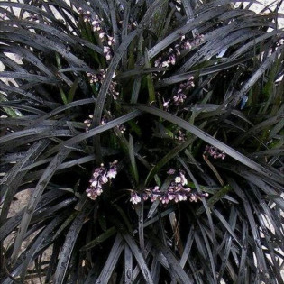 Ophiopogon planiscapus Konwalnik płaskopędowy Black Dragon 2