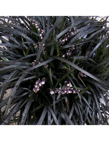 Konwalnik płaskopędowy Black Dragon Ophiopogon planiscapus