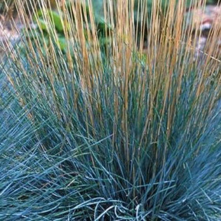 Palczatka miotlasta Prairie Blues Andropogon scoparius 2