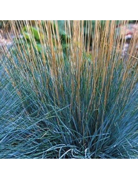 Prairie Blues Andropogon scoparius Palczatka miotlasta