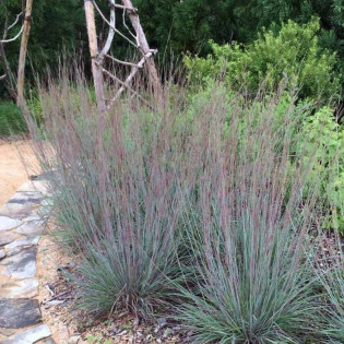 Palczatka miotlasta Prairie Blues Andropogon scoparius