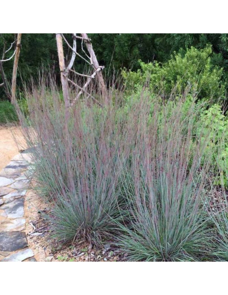 Palczatka miotlasta Prairie Blues Andropogon scoparius