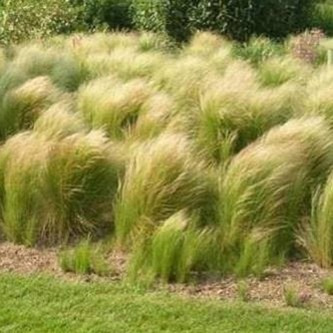 Ostnica cieniutka Ponytails Stipa tenuissima