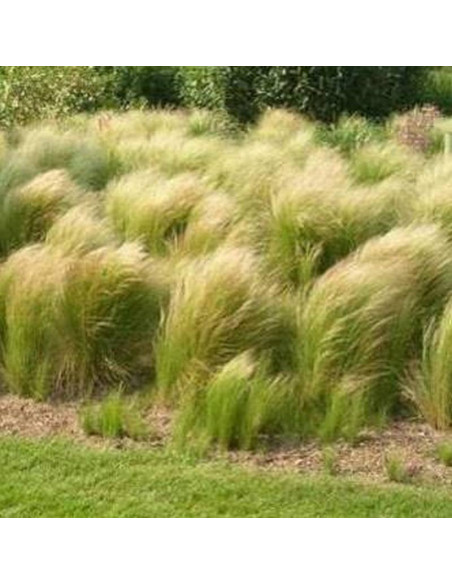 Ostnica cieniutka Ponytails Stipa tenuissima