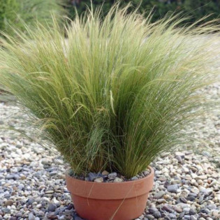 Ponytails Stipa tenuissima Ostnica cieniutka