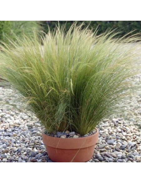 Ponytails Stipa tenuissima Ostnica cieniutka