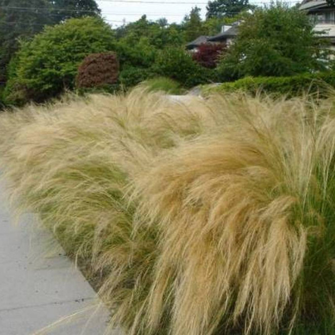 Ostnica cieniutka Stipa tenuissima Ponytails