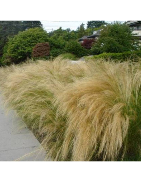 Ostnica cieniutka Stipa tenuissima Ponytails