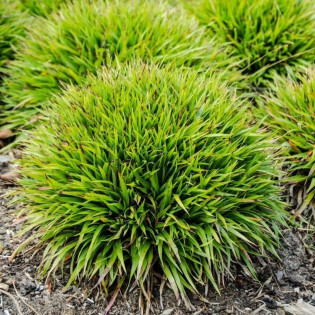 Igel Luzula pilosa Kosmatka owłosiona