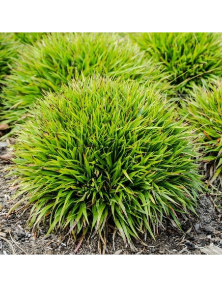 Igel Luzula pilosa Kosmatka owłosiona