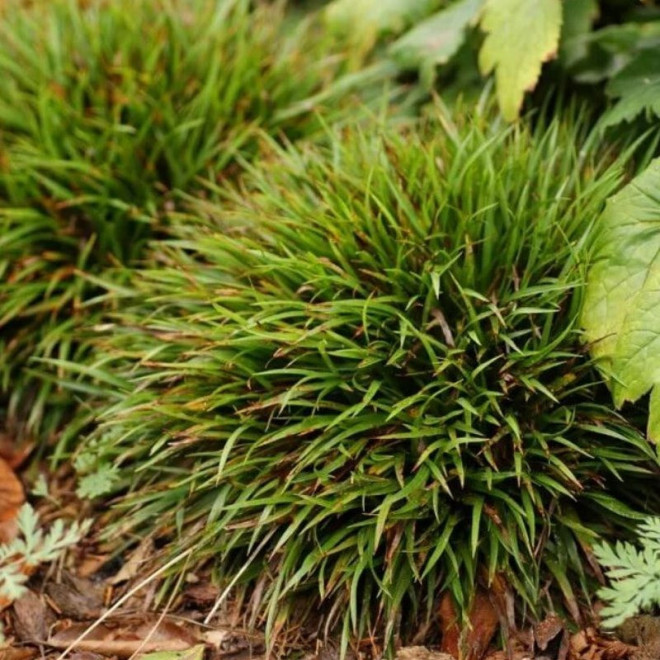 Luzula pilosa Kosmatka owłosiona Igel