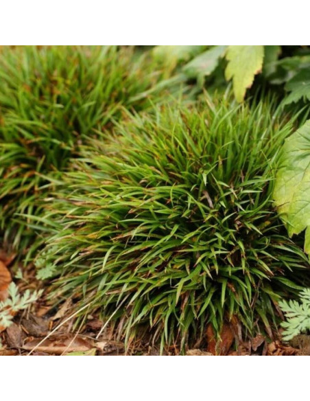 Luzula pilosa Kosmatka owłosiona Igel