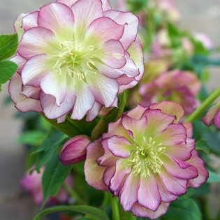 Ciemiernik wschodni Double Ellen Picotee Helleborus orientalis 2