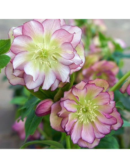 Helleborus orientalis Ciemiernik wschodni Double Ellen Picotee