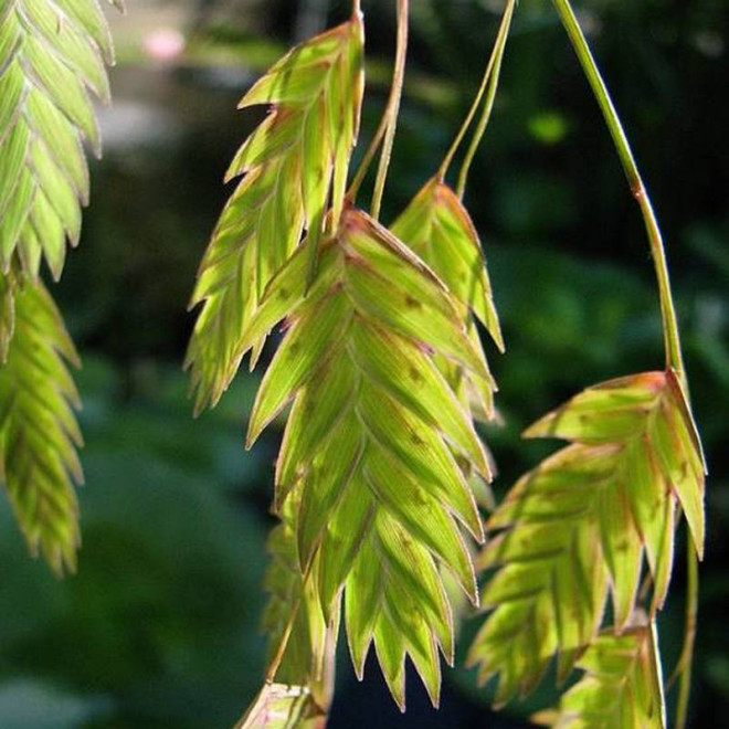 Obiedka szerokolistna Chasmanthium latifolium