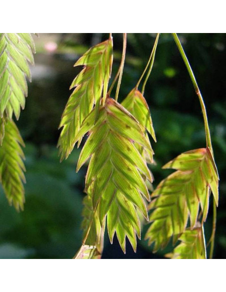 Obiedka szerokolistna Chasmanthium latifolium