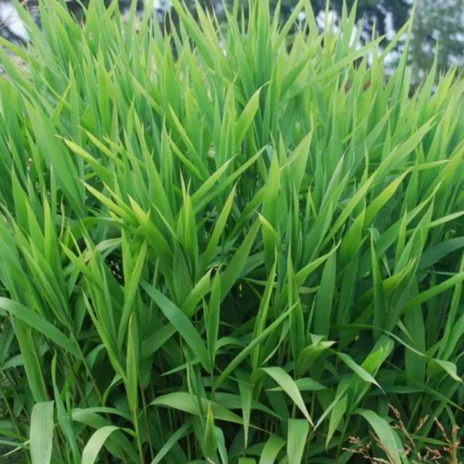 Obiedka szerokolistna Chasmanthium latifolium