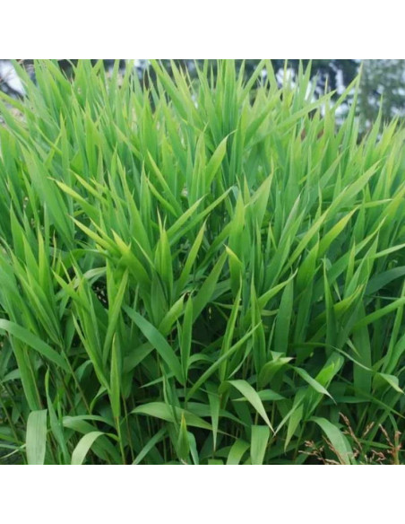 Obiedka szerokolistna Chasmanthium latifolium