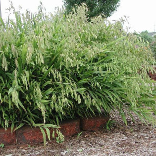 Chasmanthium latifolium Obiedka szerokolistna