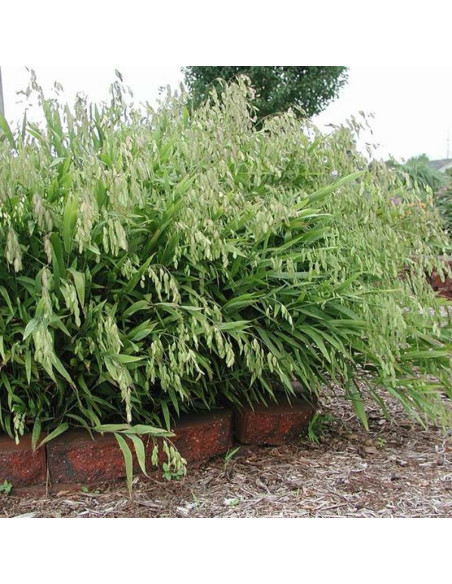 Chasmanthium latifolium Obiedka szerokolistna