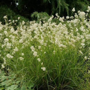 Kosmatka śnieżna Luzula nivea