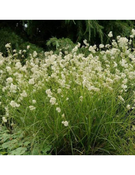 Kosmatka śnieżna Luzula nivea