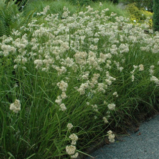 Kosmatka śnieżna Luzula nivea 2