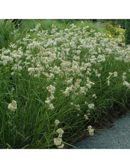 Luzula nivea Kosmatka śnieżna