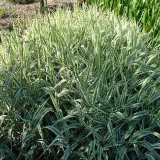 Mozga trzcinowata Picta Phalaris arundinacea