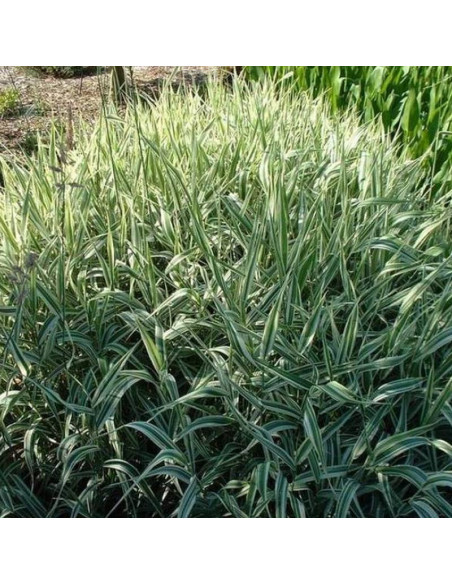 Mozga trzcinowata Picta Phalaris arundinacea