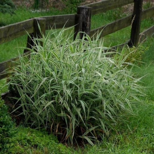 Mozga trzcinowata Picta Phalaris arundinacea 2